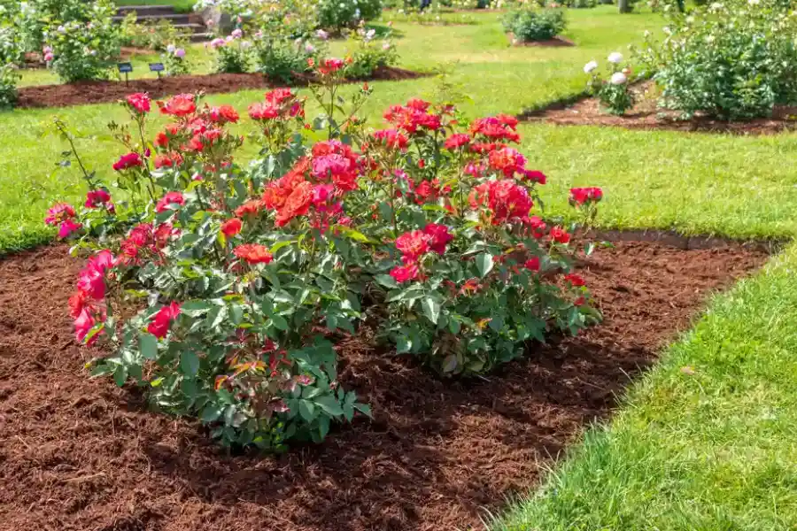 Choosing The Right Mulch For Your Landscape Design in Kent, WA