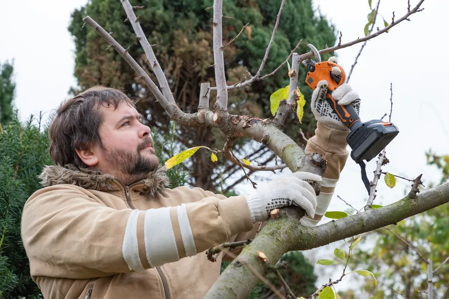Excellent Tree Pruning Kent, WA