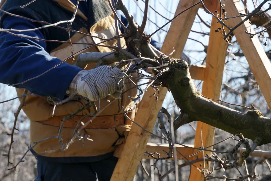 Experienced Tree Pruning Kent, WA