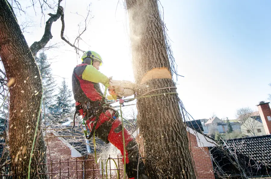 Expert Tree Cutting Service Kent, WA