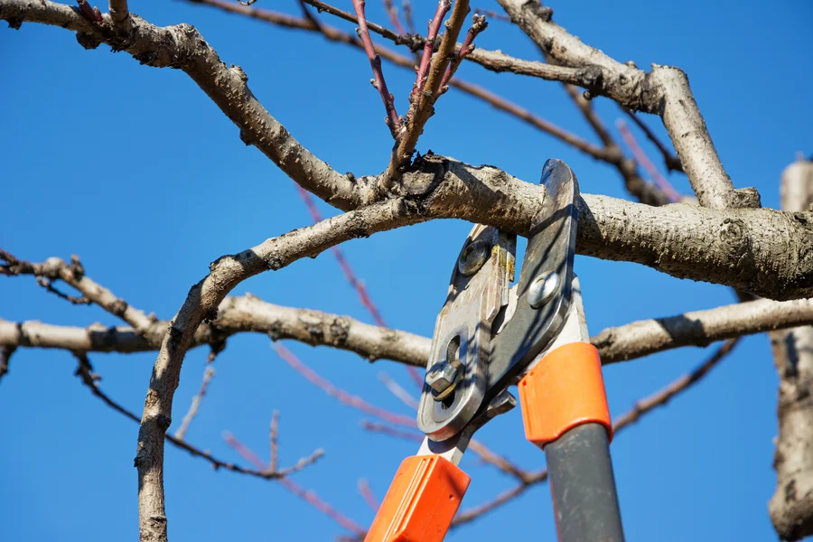 How Pruning Techniques Differ For Young And Mature Trees Kent, WA
