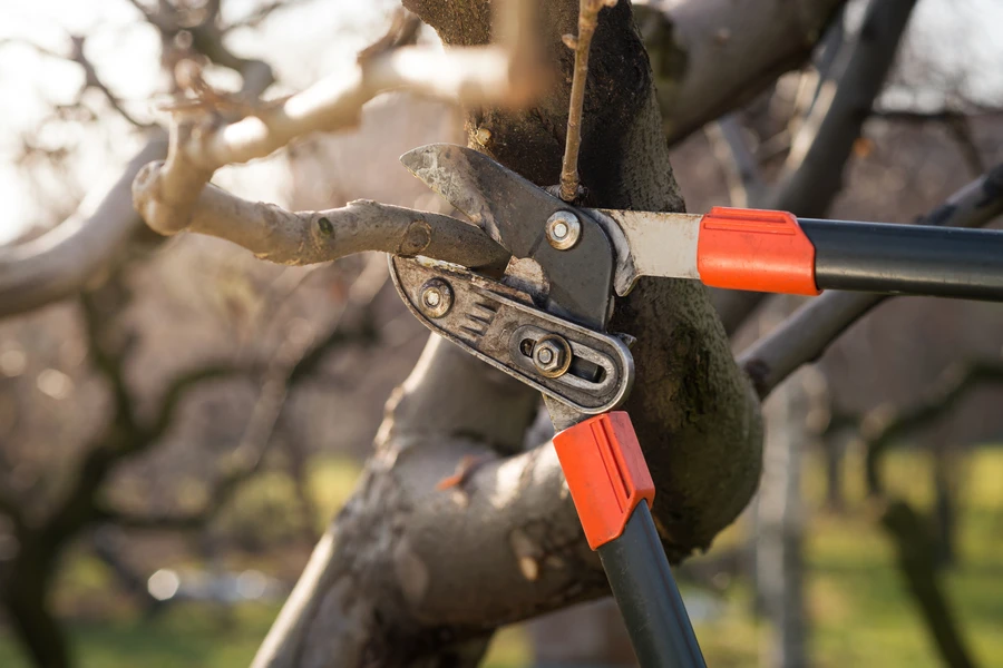 How Pruning Techniques Differ For Young And Mature Trees in Kent, WA