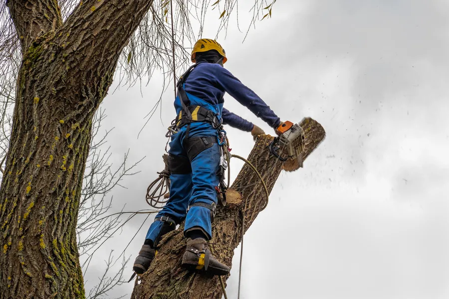 Reliable Tree Cutting Service Kent, WA