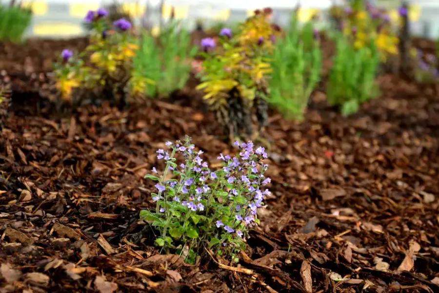 The Benefits Of Mulching For Slope And Erosion Control Kent, WA