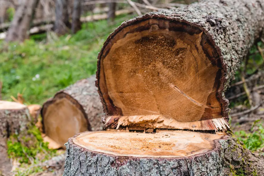 The Importance Of Safety Measures In Tree Cutting Services in Kent, WA