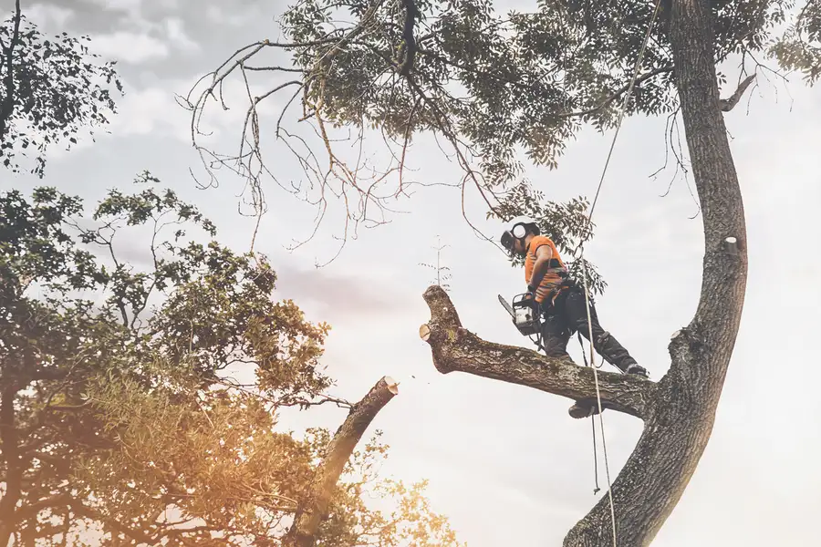 Top-rated Tree Cutting Service Kent, WA