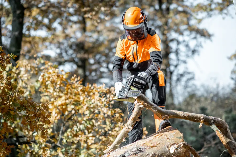 Understanding The Process Of Professional Tree Cutting Kent, WA