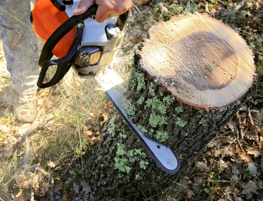 Understanding The Process Of Professional Tree Cutting in Kent, WA